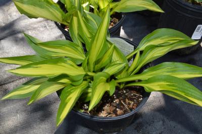 bee plant 30 YELLOW BEEPLANT Cleome Lutea Golden Bee Plant Spiderflower Native F –  Seedville USA