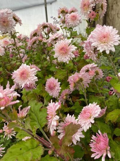 Groff's Plant Farm - Mum Chrysanthemum Emperor of China