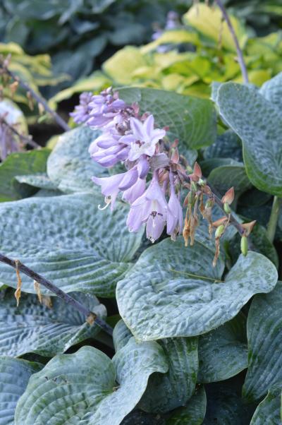 Groff's Plant Farm - Hosta Blueberry Muffin