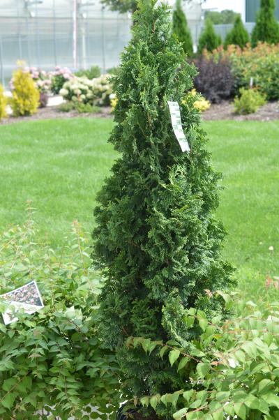 Thuja Occidentalis Sting Pw