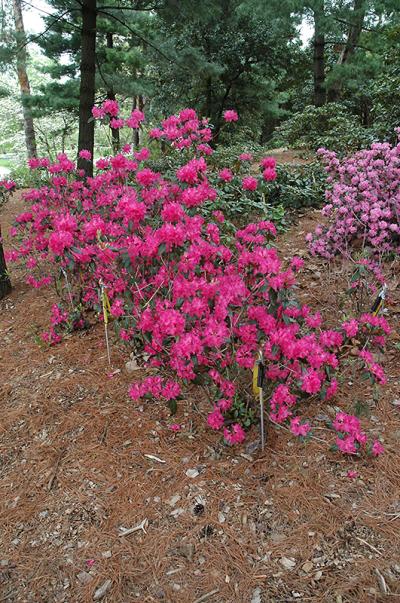 Groff's Plant Farm - Rhododendron Landmark