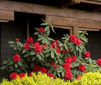 rhododendron checkmate Cherry Cheesecake Rhododendron main image 0