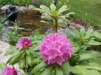 Rhododendron Catawbiense Catawbiense Grandiflorum - Groff's Plant Farm