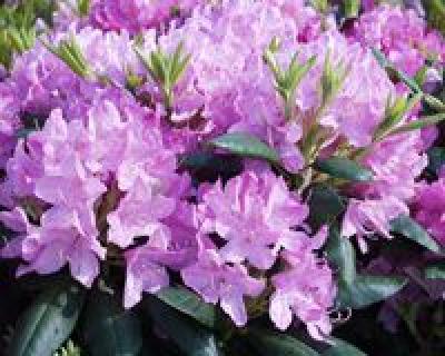 Groff's Plant Farm - Rhododendron English Roseum