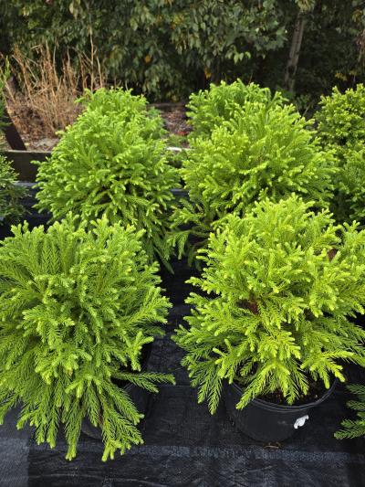 Groff's Plant Farm - Cryptomeria Japonica Globosa Nana