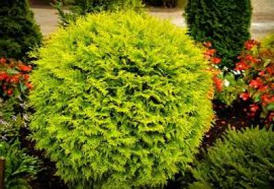 buy wisteria Buy Wisteria floribunda 'Macrobotrys' Lavender Japanese Wisteria  Mr Maple   Buy Japanese Maple Trees