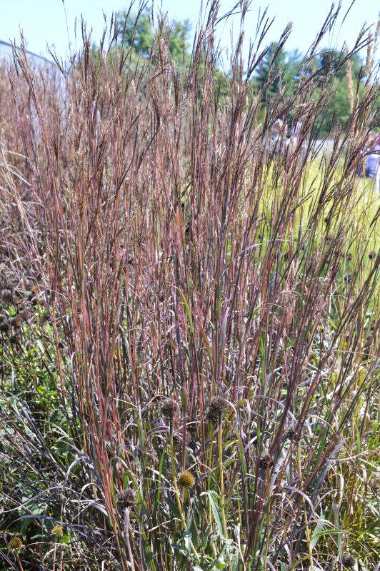 Groffs Plant Farm Grass Andropogon Blackhawk Big Bluestem