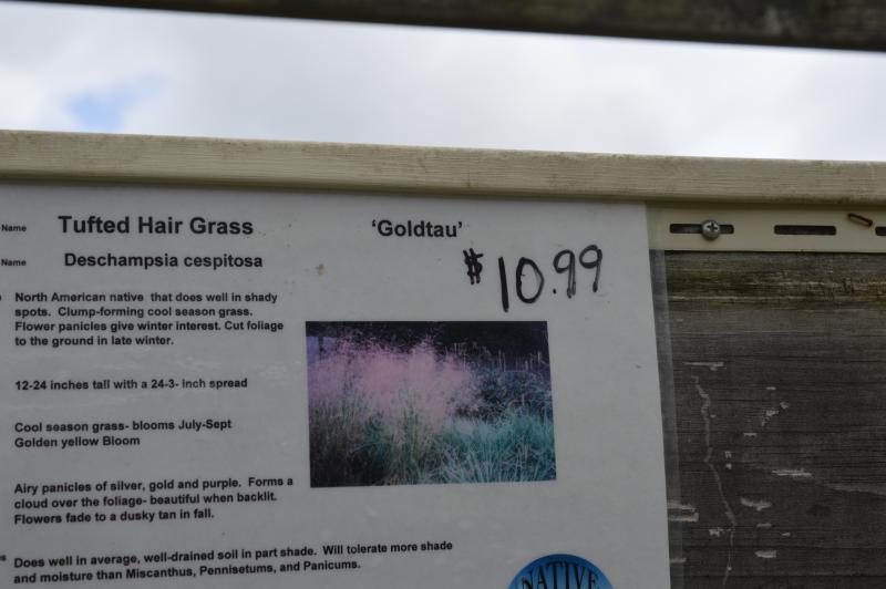 Groff's Plant Farm - Grass Deschampsia Caespitosa Gold Tau