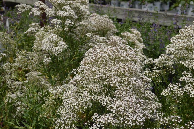 Gypsophila Paniculata