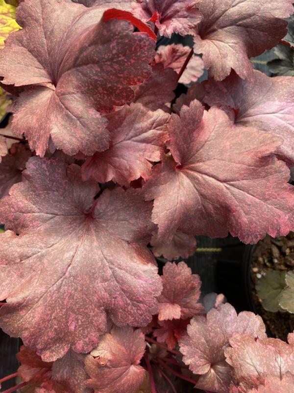 Heuchera Galaxy - Thumbnail 2