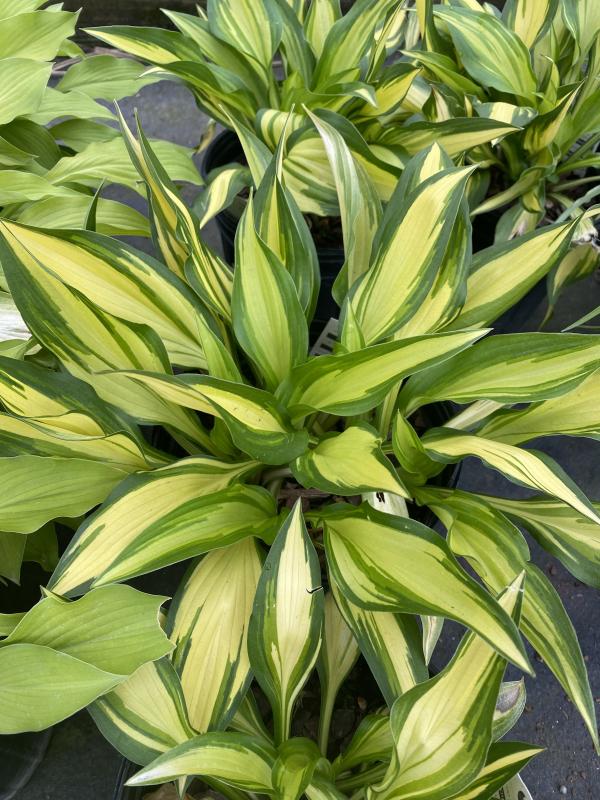 biodegradable pot plants Eco Square Fibre Biodegradable and Compostable Plant Pots (8cm)