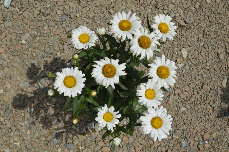 Leucanthemum Superbum 'Snow Lady' Shasta Daisy (4 Pot), 55% OFF