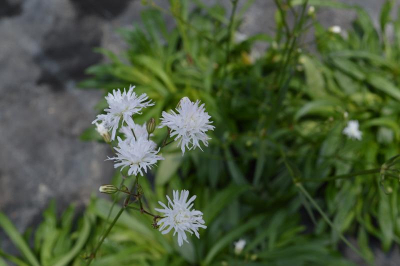 Groff's Plant Farm - Lychnis Petit Henri