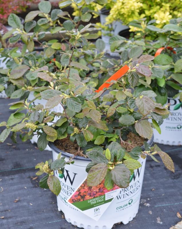 LEGEND OF THE FALL® Fothergilla - Garden Crossings