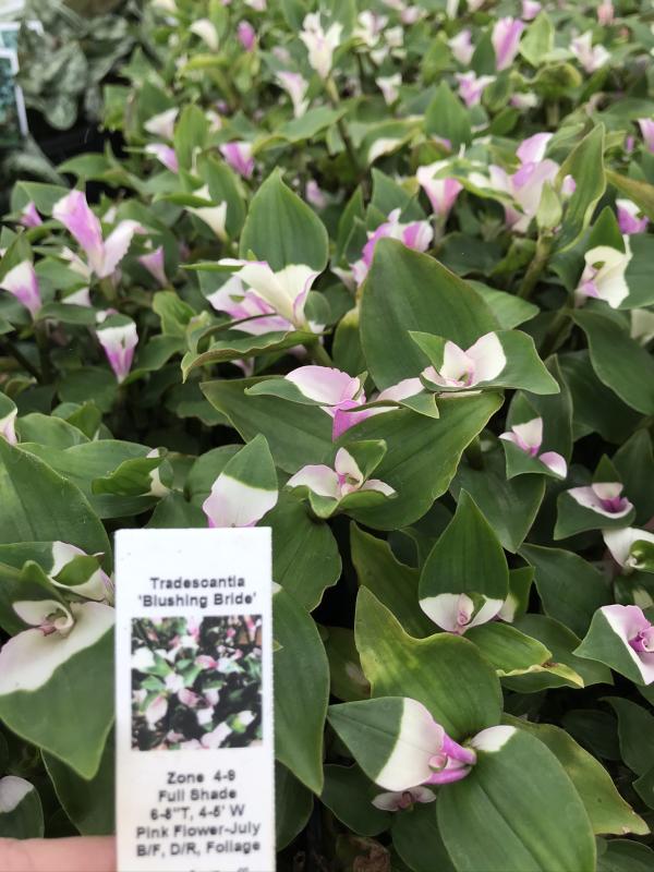 Tradescantia Blushing Bride Starter Plant Ppp ALL Starter Plants REQUIRE  You to Purchase 2 Plants 