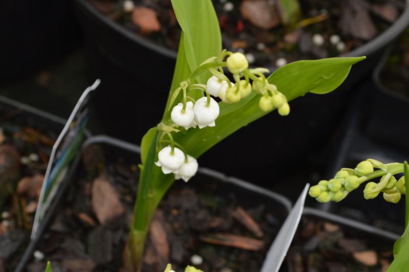 Convallaria Majalis - 10 Plants - Lily of the Valley - Buy