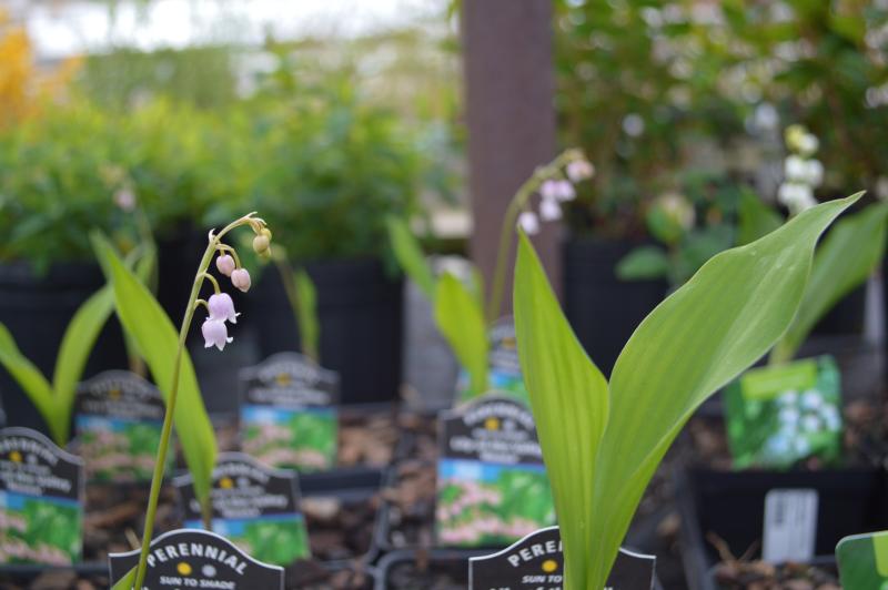 Convallaria majalis v. rosea, Pink Lily of the Valley