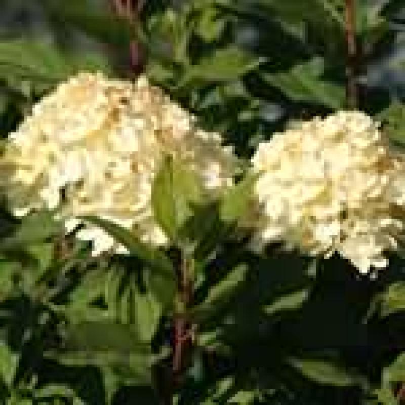 Groff's Plant Farm Hydrangea Paniculata Limelight 2 Gal