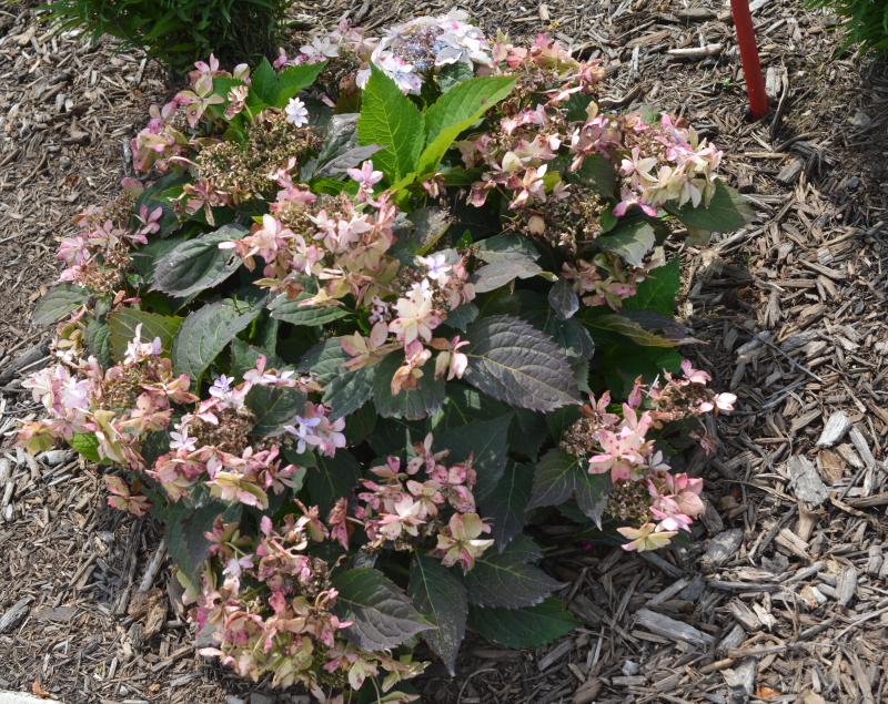 Tuff Stuff Hydrangeas – Petals In Bloom Flower Farm