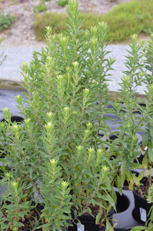 Groffs Plant Farm Solidago Wichita Mountain