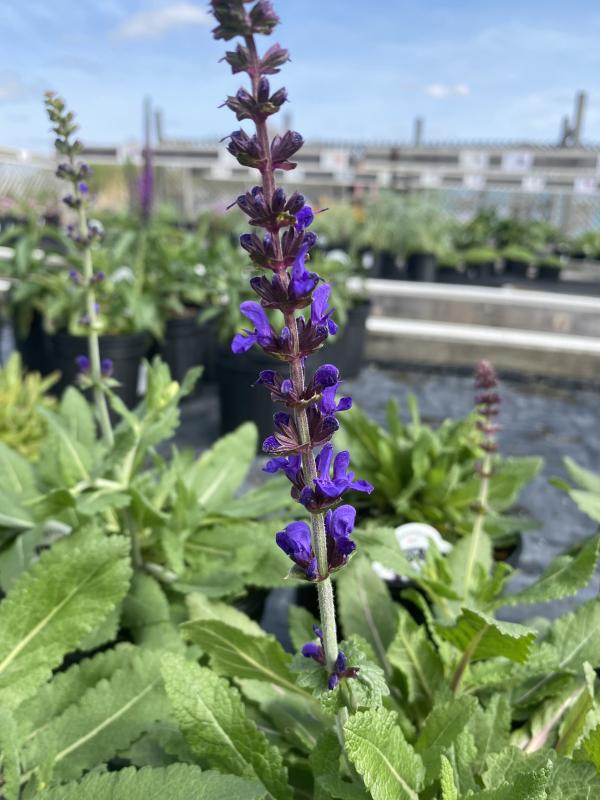 Groff's Plant Farm - Salvia Dark Matter