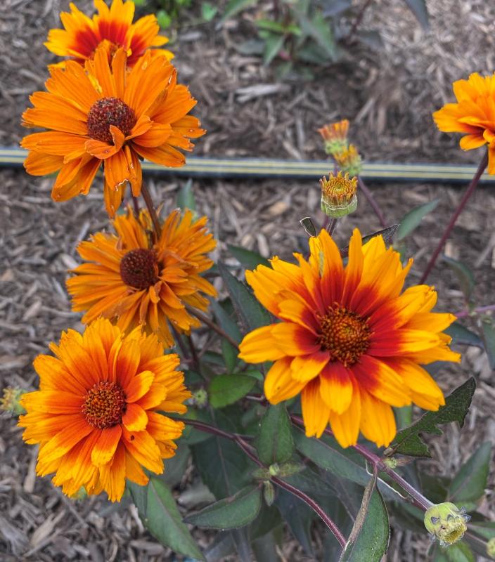 Groff's Plant Farm - Heliopsis Summer Eclipse