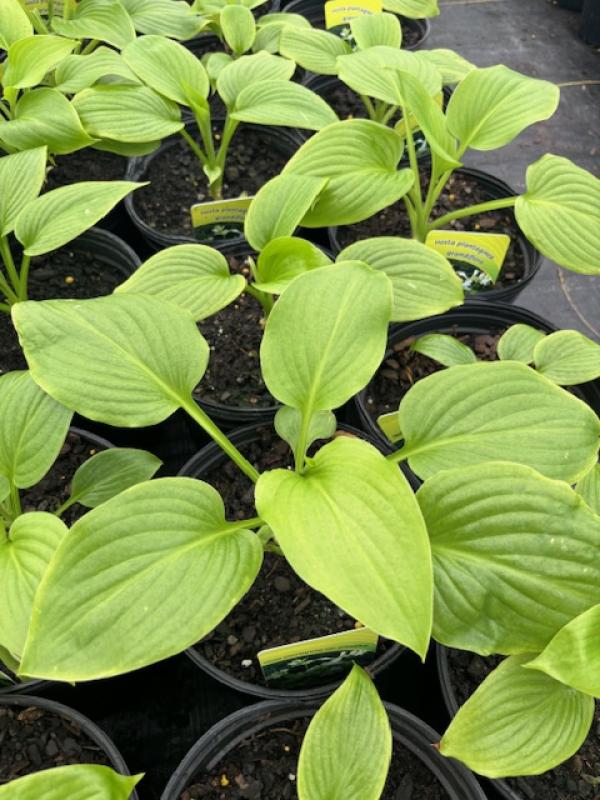 Hosta Plantaginea Grandiflora