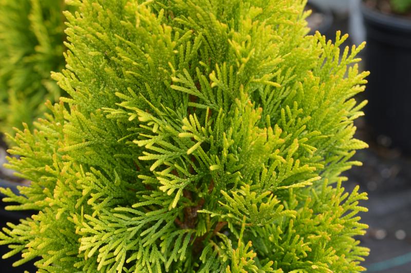 Groff's Plant Farm - Thuja Occidentalis Highlights Janed Gold