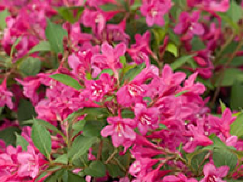 Weigela florida Sonic Bloom® Pure Pink Sonic Bloom® Pure Pink Weigela from  Prides Corner Farms