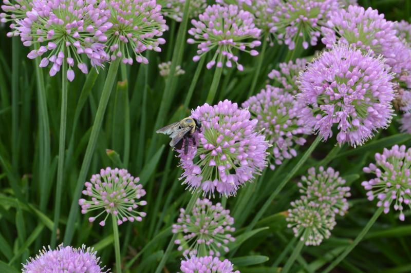 Groff's Plant Farm Allium Millenium