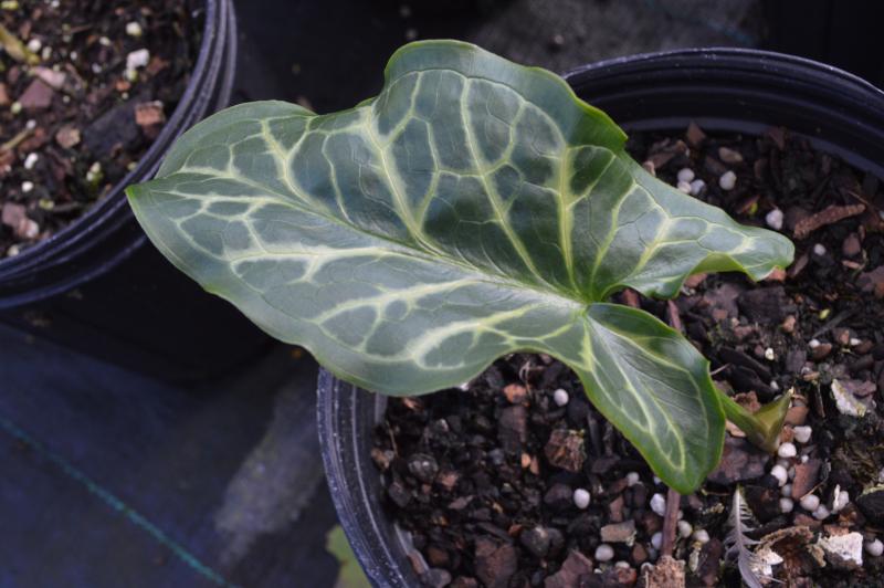 Groff's Plant Farm Arum Italicum Italian Arum Pictum