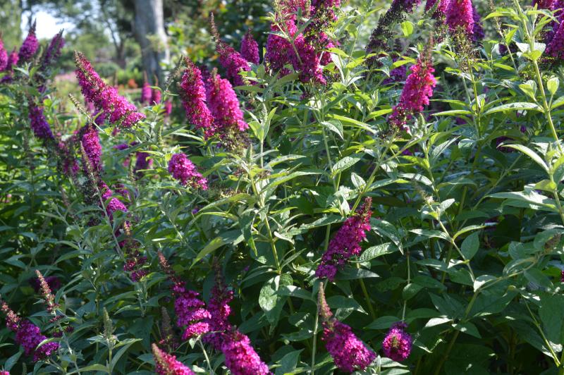 Groff's Plant Farm - Buddleia Davidii Miss Molly Pw 2 Gal