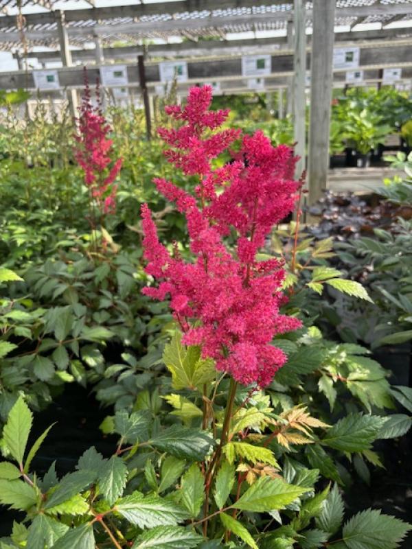 Groff S Plant Farm Astilbe Arendsii Fanal