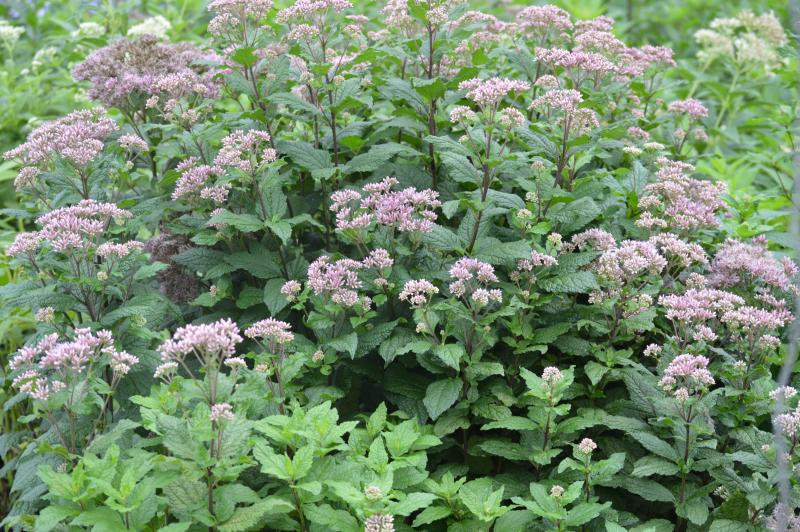 Groff's Plant Farm - Eupatorium Dubium Little Joe Gal