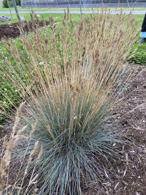 Groff's Plant Farm - Grass Festuca Glauca Cool as Ice