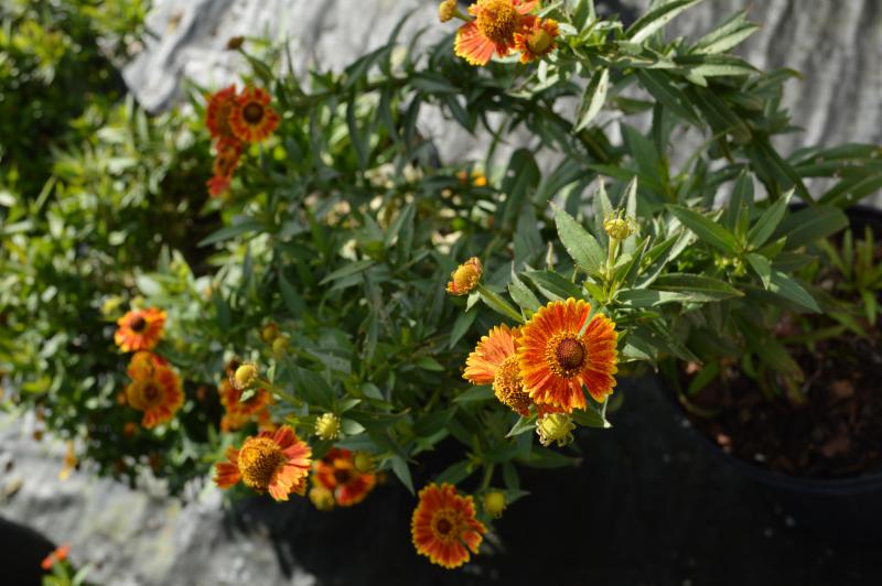 Groff’s Plant Farm - Helenium Salud Embers