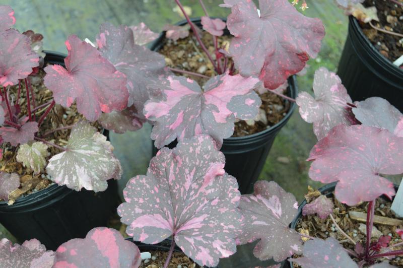 Heuchera Galaxy
