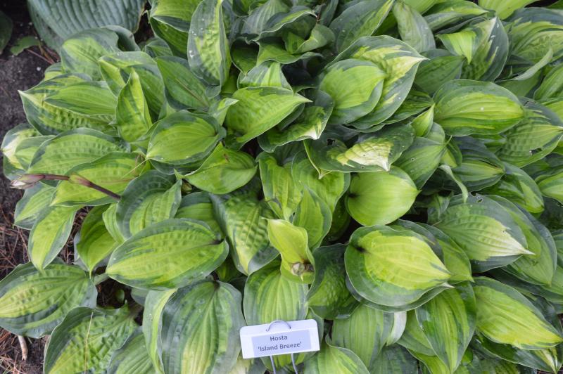 Island Breeze, Hosta