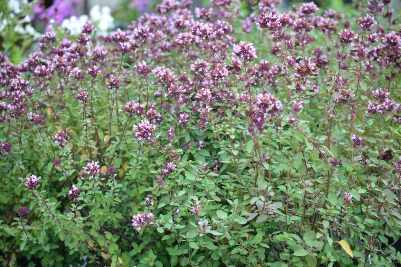 Origan Herrenhausen, Origanum laevigatum 'Herrenhausen, Arom'antique.