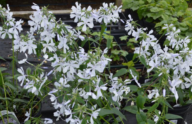 Phlox: Small Flowers, Big Impact — Three Little Limes