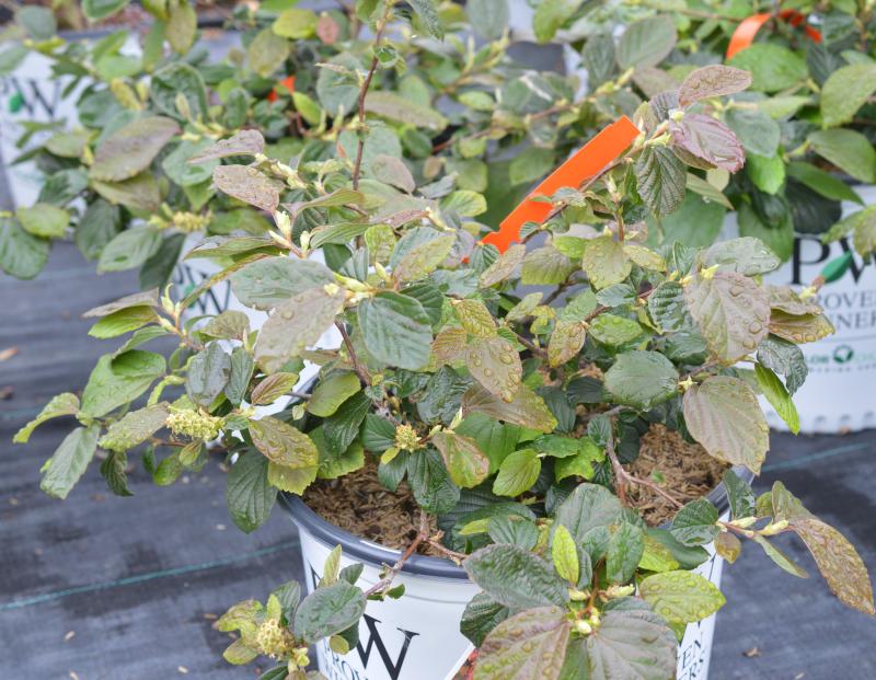 LEGEND OF THE FALL® Fothergilla - Garden Crossings