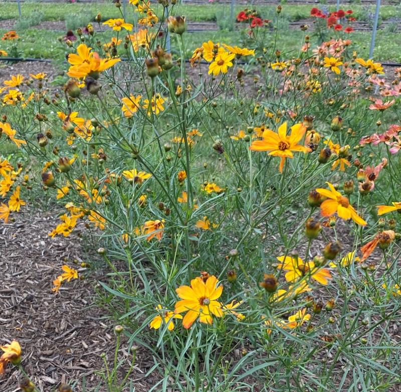 Groff's Plant Farm - Coreopsis Fs Amber