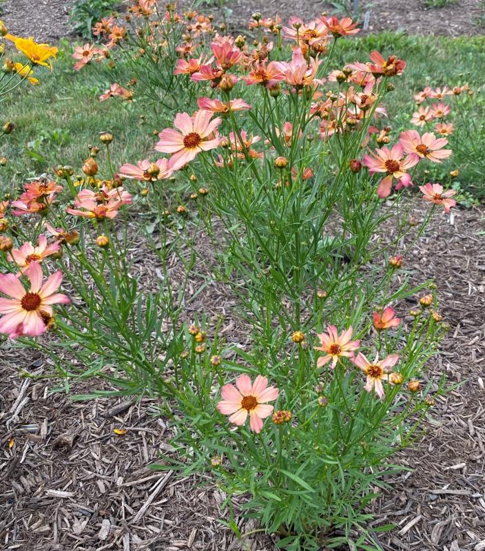 Groff's Plant Farm - Coreopsis Fs Sandstone