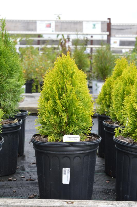 Groff's Plant Farm - Thuja Occidentalis Highlights Janed Gold