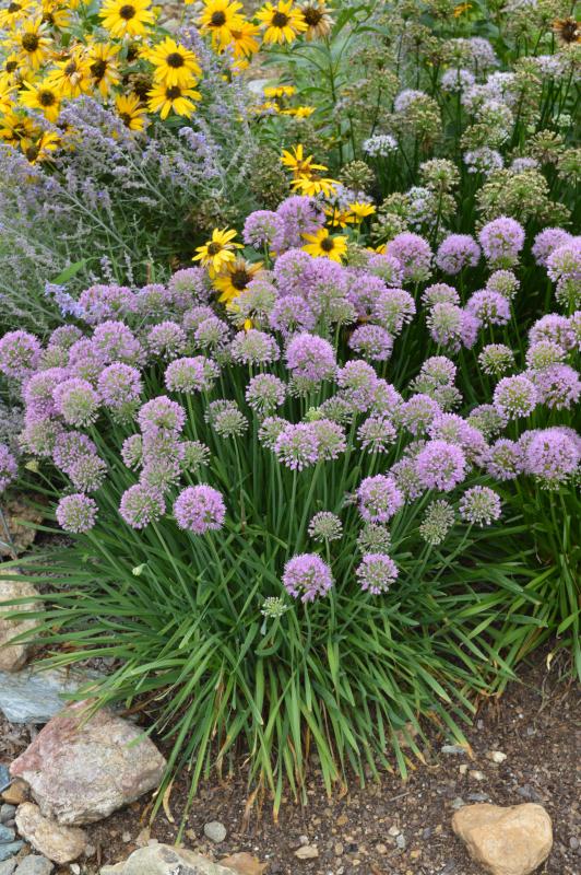 Groff's Plant Farm Allium Millenium