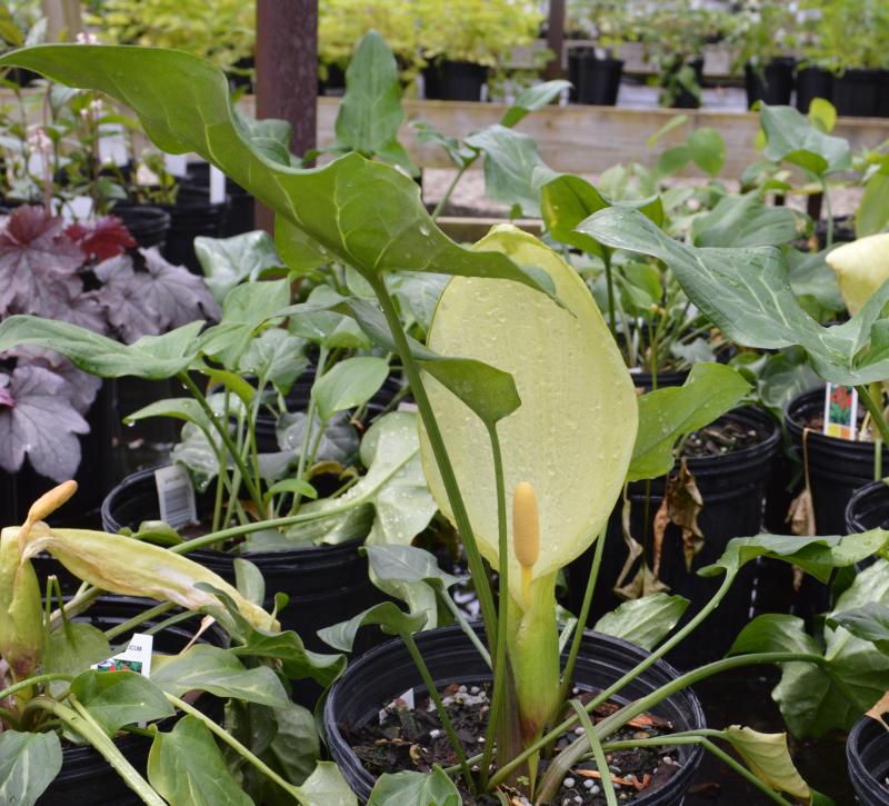 Groff's Plant Farm Arum Italicum Italian Arum Pictum