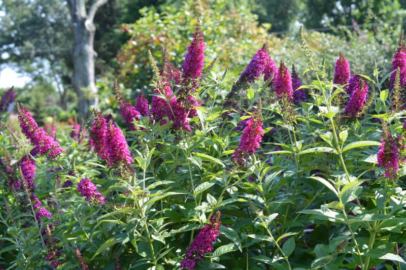 Groff's Plant Farm - Buddleia Davidii Miss Molly Pw 2 Gal