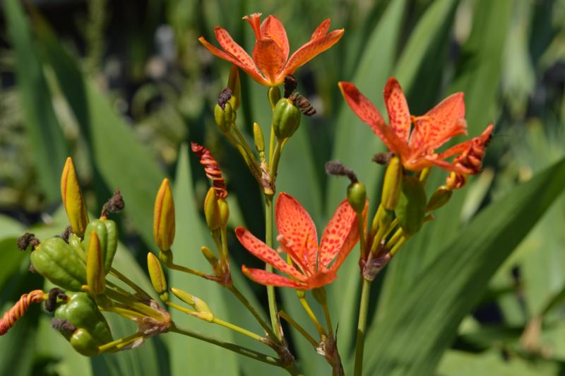 Blackberry Lily (Belamcanda chinensis)