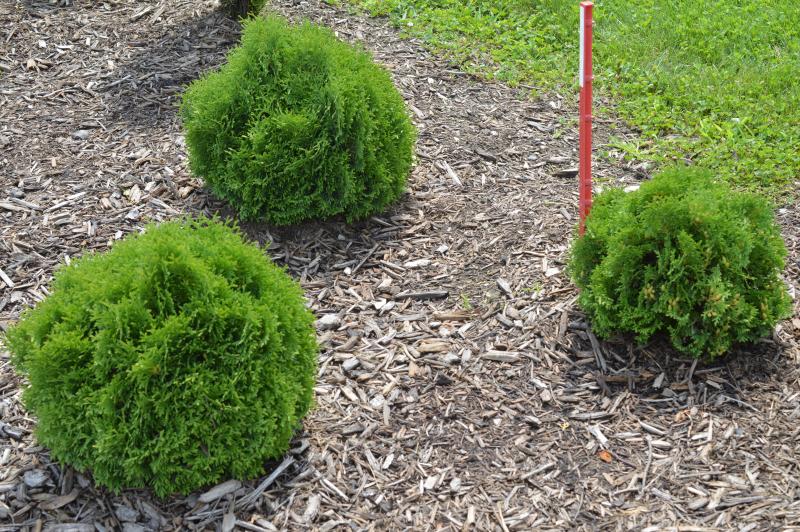 Groff's Plant Farm - Thuja Occidentalis Tator Tot Pw 2 Gal