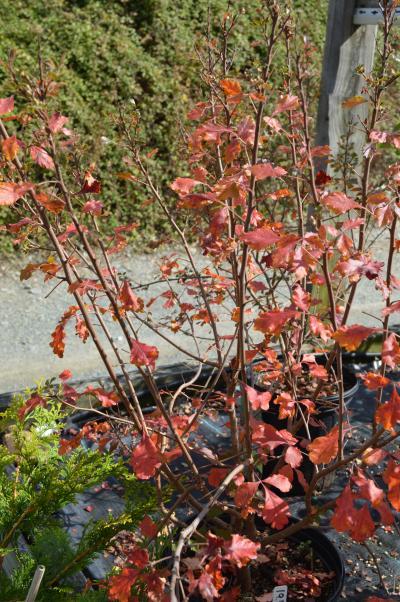 Rhus Aromatica Lacette Gal